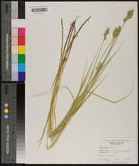 Carex alata image