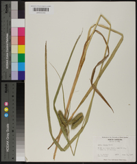 Carex comosa image