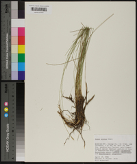 Carex exilis image