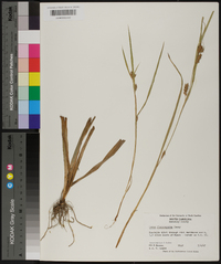 Carex flaccosperma image