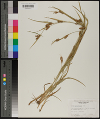 Carex flaccosperma image