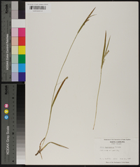 Carex leptonervia image