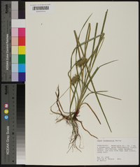 Carex louisianica image