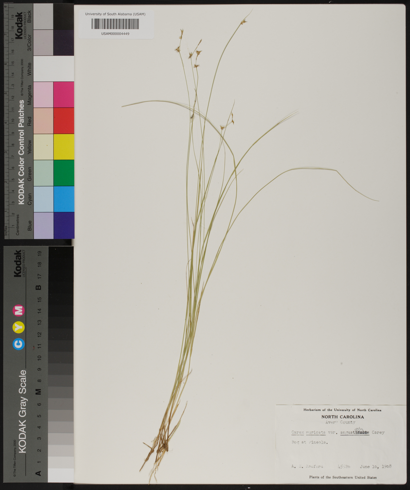 Carex muricata var. angustata image