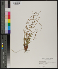 Carex nigromarginata image