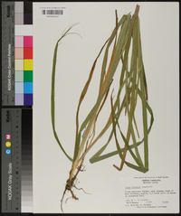 Carex scabrata image