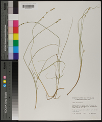 Carex seorsa image