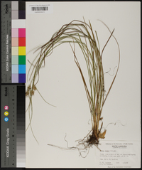 Carex tenax image