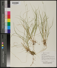 Carex trisperma image