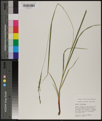 Carex virescens image