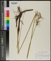 Cyperus articulatus image