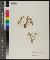 Cyperus cuspidatus image