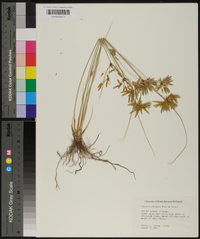 Cyperus oxylepis image