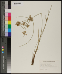 Cyperus filicinus image