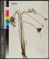 Cyperus haspan image