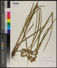 Cyperus virens image