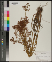 Cyperus haspan image