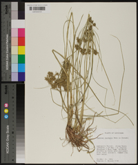 Cyperus oxylepis image