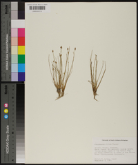 Eleocharis albida image