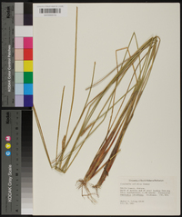 Eleocharis cellulosa image