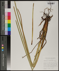 Eleocharis equisetoides image