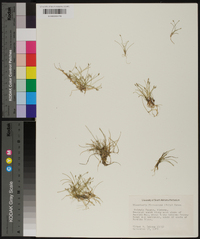 Eleocharis flavescens image