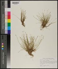 Eleocharis flavescens image