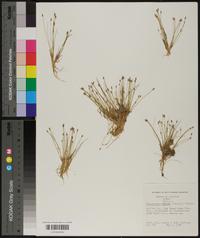 Eleocharis flavescens image