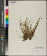 Eleocharis flavescens image