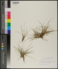 Eleocharis flavescens image