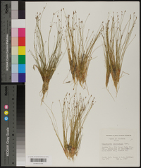 Eleocharis microcarpa image