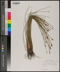 Eleocharis montevidensis image