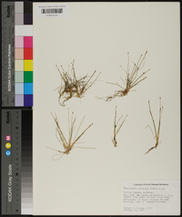 Eleocharis olivacea image