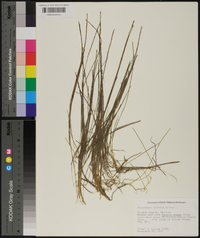 Eleocharis olivacea image