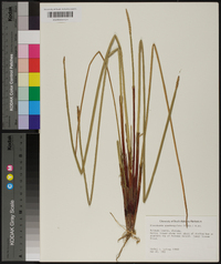 Eleocharis quadrangulata image