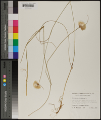 Eriophorum virginicum image