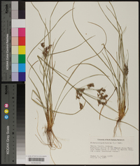 Fimbristylis dichotoma image