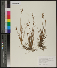 Fimbristylis tomentosa image