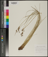 Fimbristylis castanea image