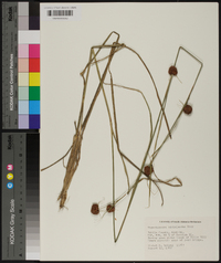 Rhynchospora cephalantha image