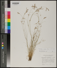 Rhynchospora intermixta image