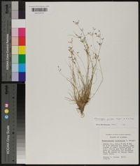 Rhynchospora intermixta image