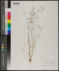 Rhynchospora intermixta image
