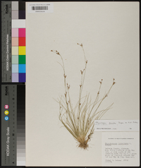 Rhynchospora intermixta image