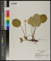 Shortia galacifolia image