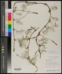 Ipomoea quamoclit image