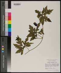 Merremia dissecta image