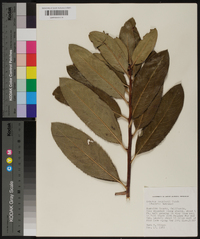 Arbutus menziesii image