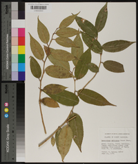 Leucothoe editorum image