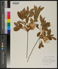 Rhododendron alabamense image